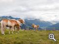 Haflinger Pferd