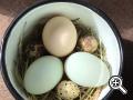 Uova di galline felici