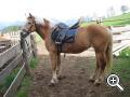 Reiten auf Haflingerpferden am Brunnerhof