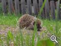 Urlaub auf dem Bauernhof