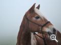 Haflinger sul Brunnerhof