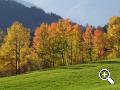 Alberi con colori autunnali