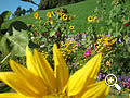 Bauerngarten am Brunnerhof