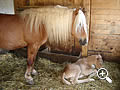 Haflinger sul Brunnerhof