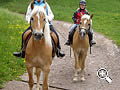 Reiten auf Haflingerpferden am Brunnerhof