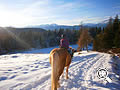 Winterliches Reiten am Brunnerhof