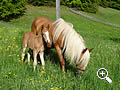 Haflinger sul Brunnerhof